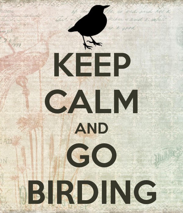 Go birding!