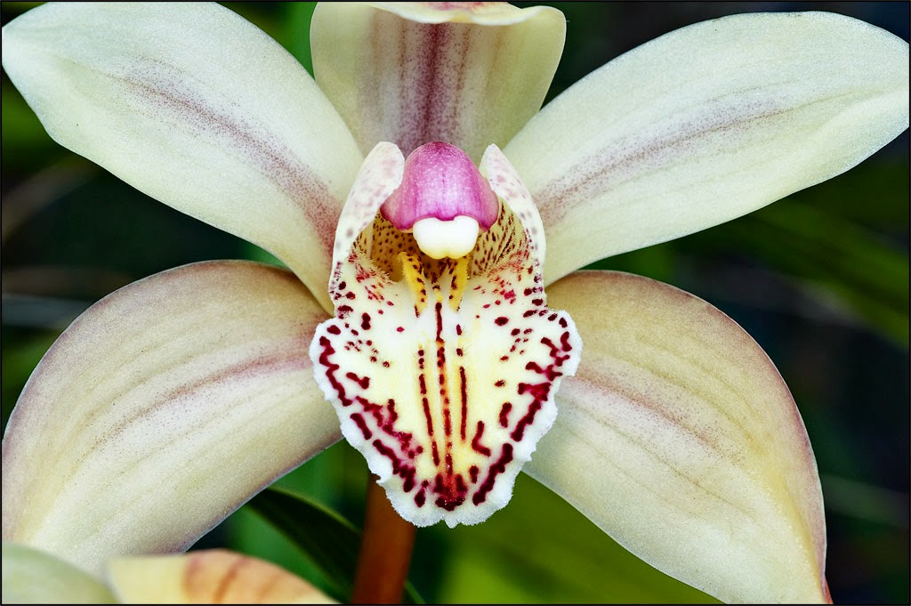 flower homes cymbidium orchids flowers flower homes cymbidium orchids flowers