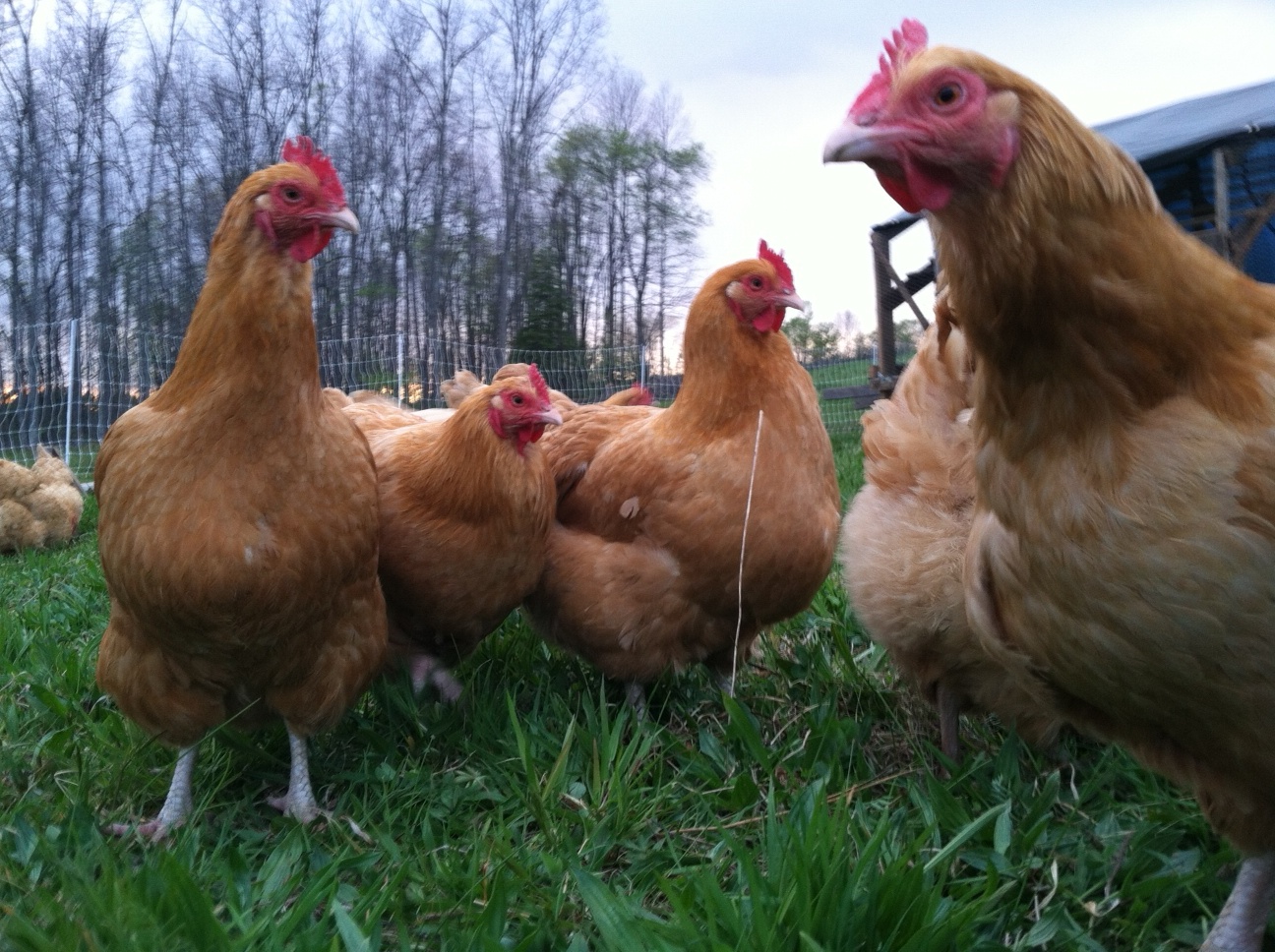 chicken photo shoot Stout Oak Farm