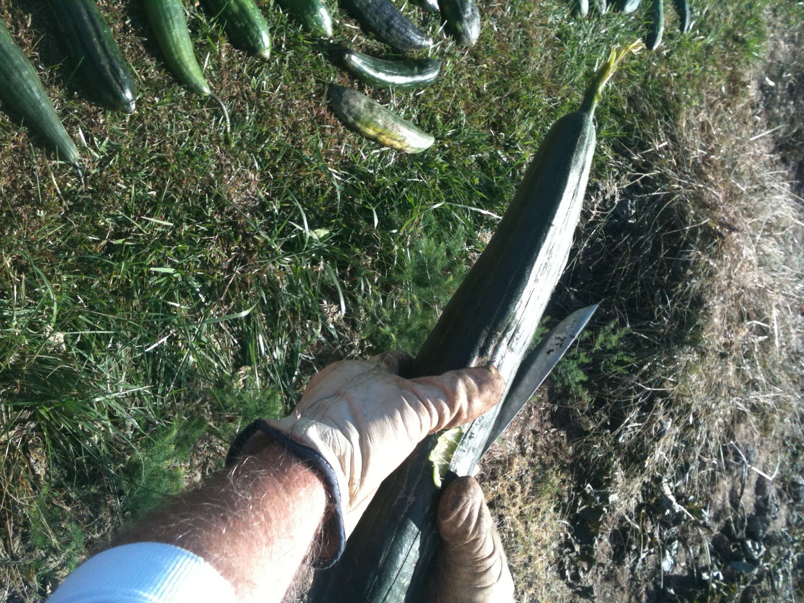 vining okra