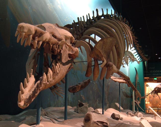 Whale fossil discovered on Flint River