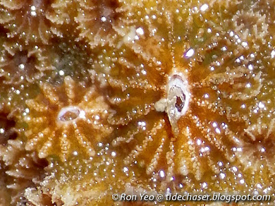 Coral Barnalces (Pyrgomatidae, Megabalanidae or Balanidae)