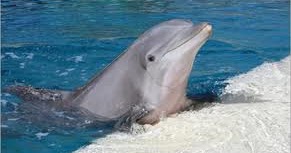 Jendela Hewan: CIRI-CIRI LUMBA-LUMBA HIDUNG BOTOL