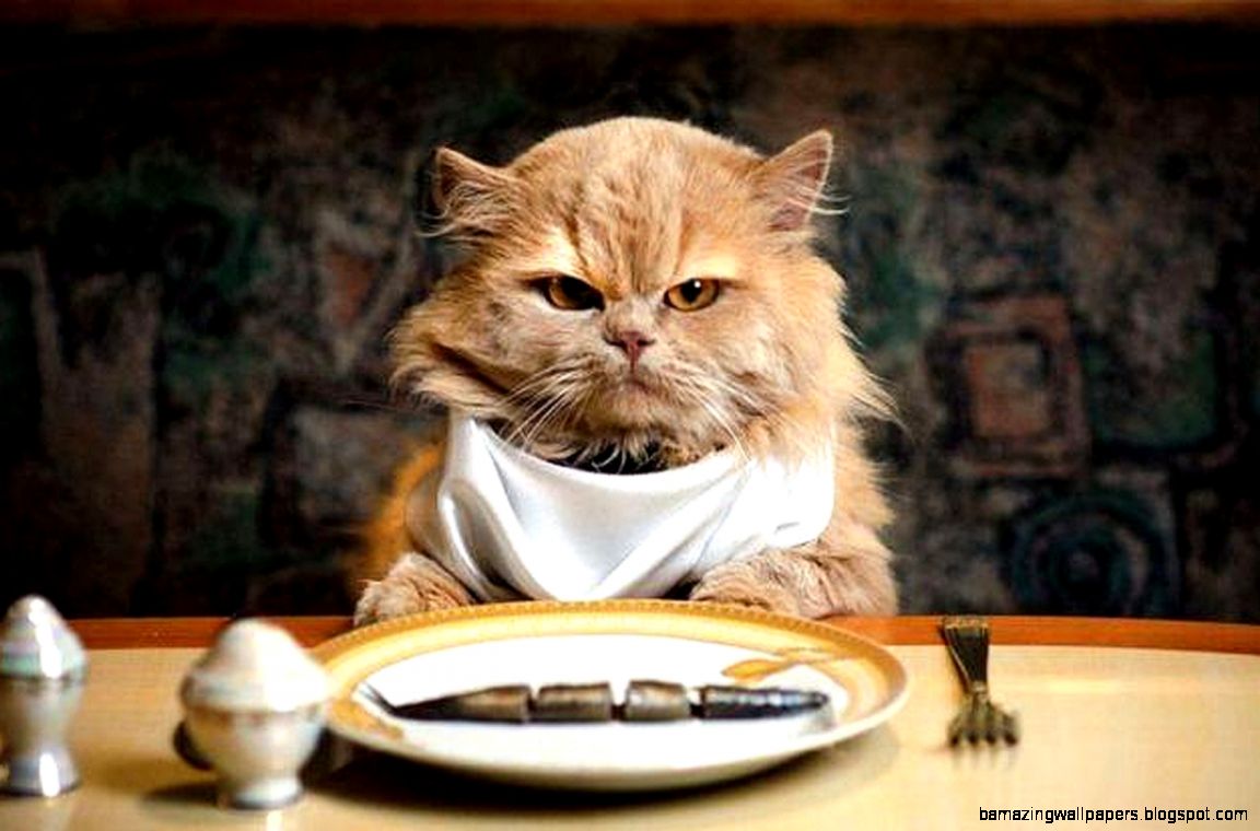 cute cat gif tumblr cute cat gif tumblr