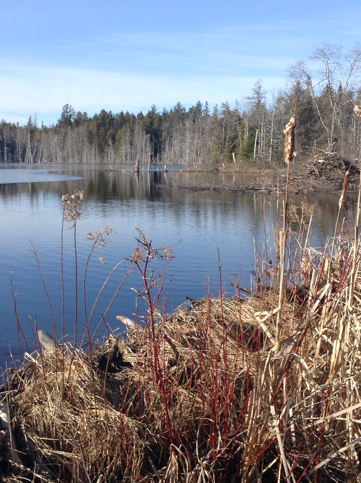 Maine's Beauty