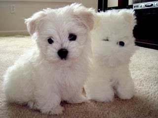 Top 10 Toy Dog Breeds The Cozy Pet Blog