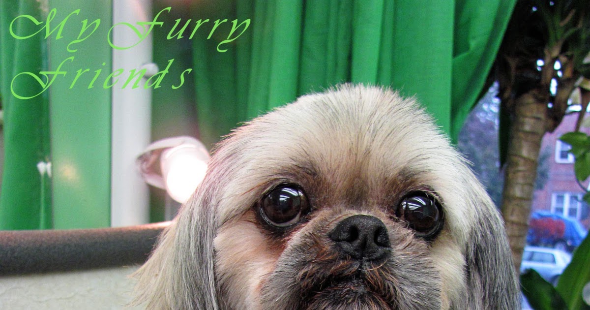 Pet Haircut Natural Hairstyles Haircuts 2015