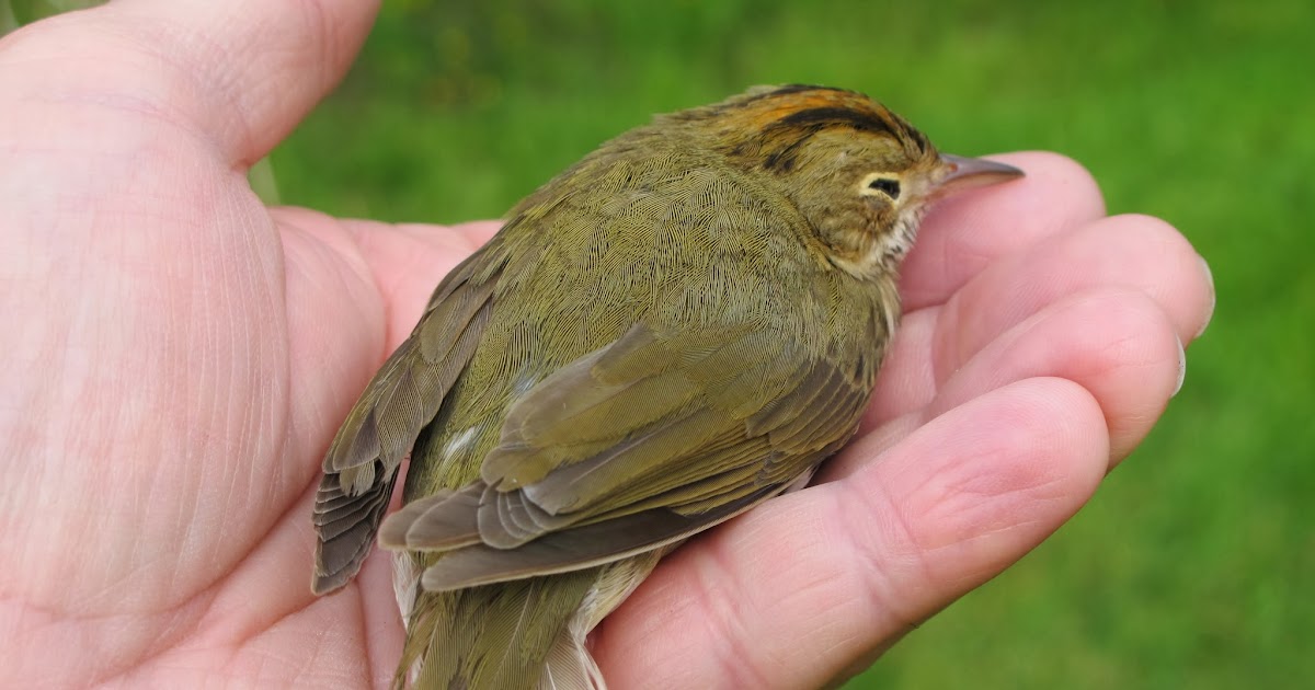 injured bird ohio injured bird ohio