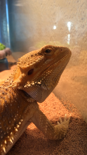 Creature Comforts Pet Sitting Service Bearded Dragon Care