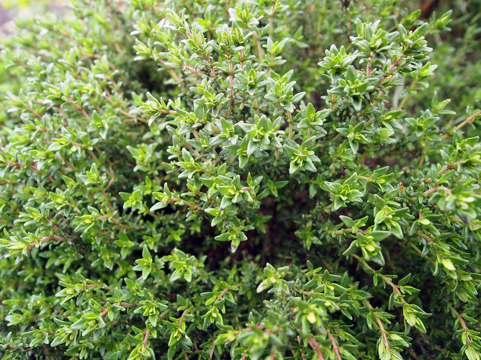 Books, pictures & veg Parsley, Sage, Rosemary and Thyme, (and Tarragon