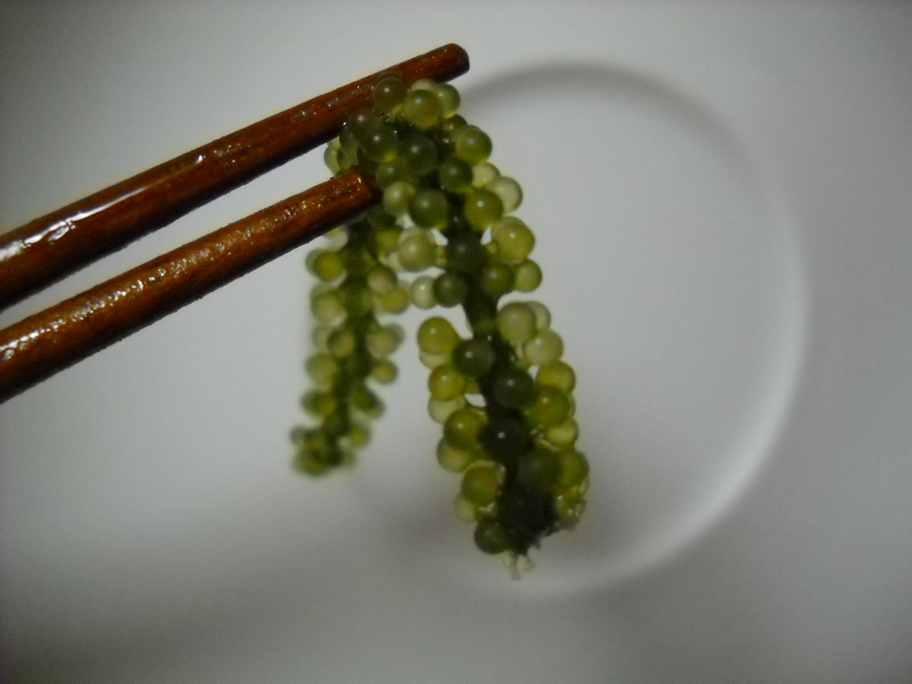 Daily Glimpses Of Japan Umibudou Sea Grapes From Okinawa