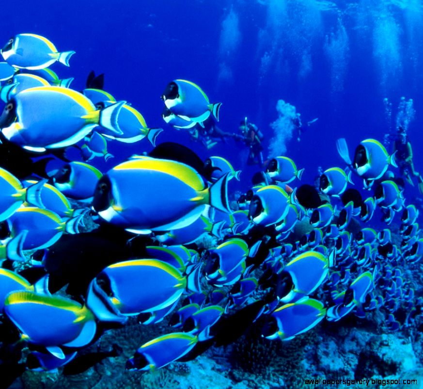 Hd Wallpapers for Mobile Phones On Secret Hunt 1080x1920PX Hd Wallpapers for Mobile Phones On Secret Hunt 1080x1920PX