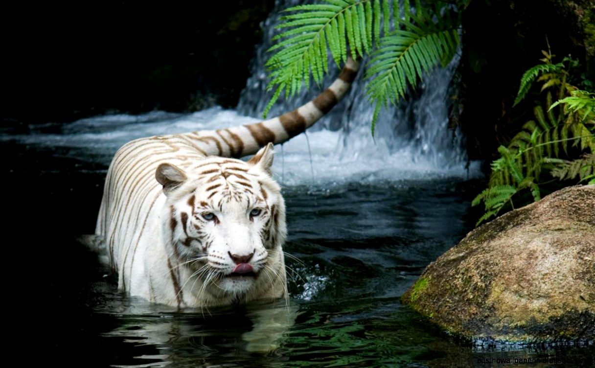 Hd Beautiful Wallpapers Hd Beautiful Wallpapers