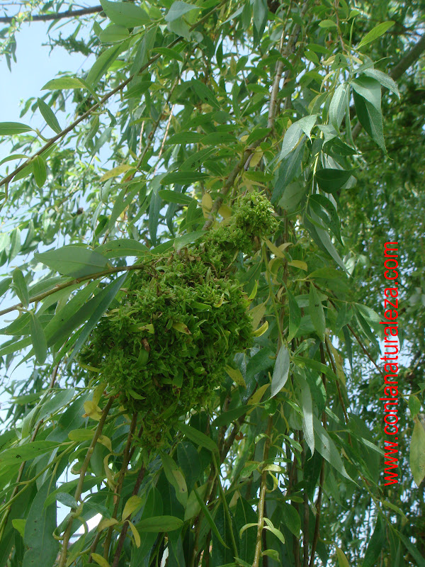 Flora urbana de Getafe Sauce llorón