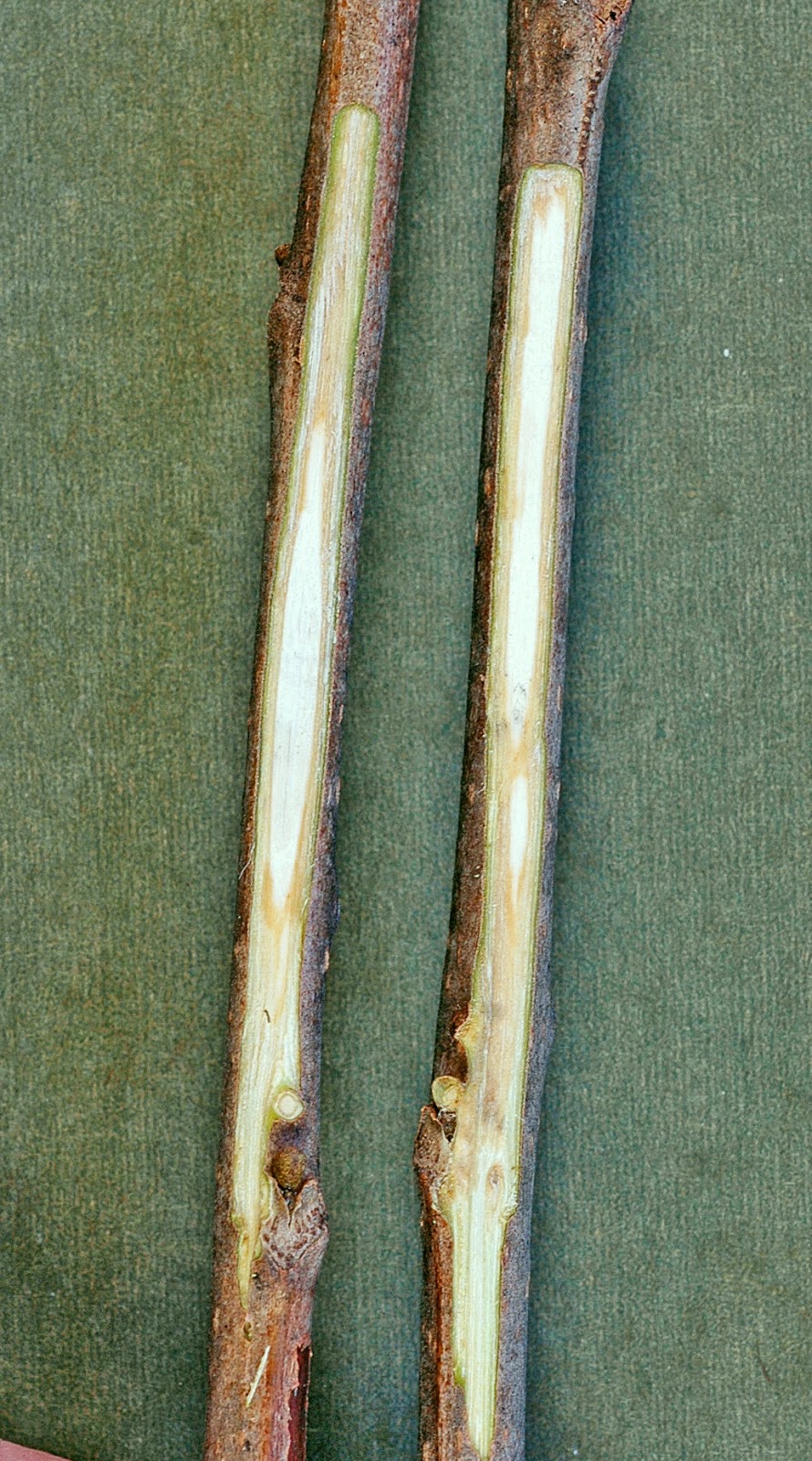 Northern Pecans November 2014