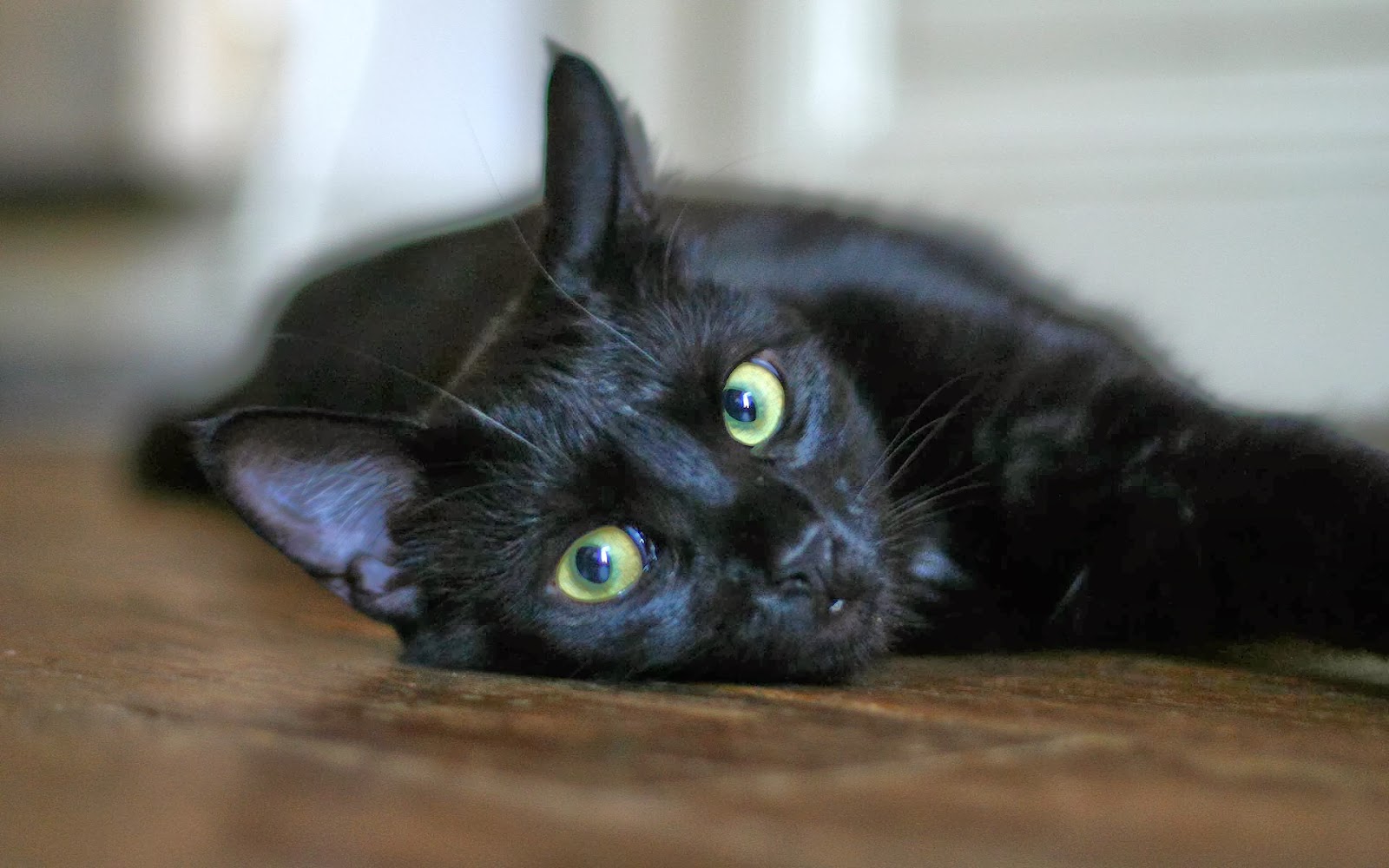 Desktop HD Wallpapers Free Downloads Black Cat HD Wallpapers