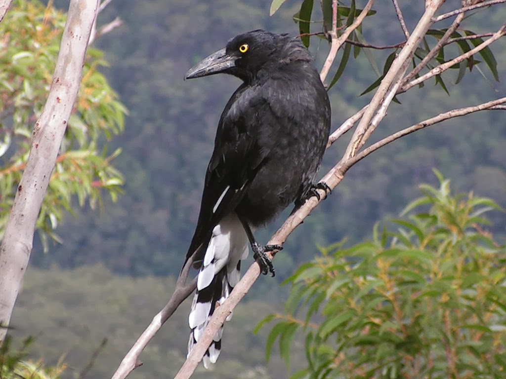 Pied Currawong Birds World