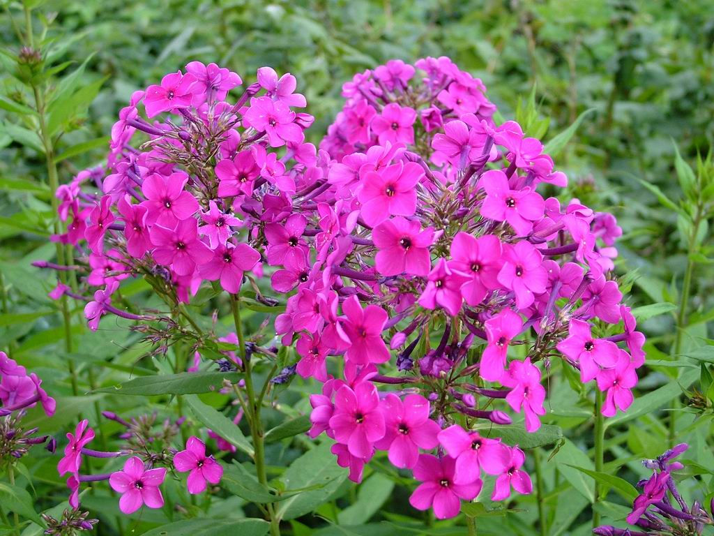 Pink Summer Flowers HD wallpaper (1024 x 768 ) Flower Wallpaper