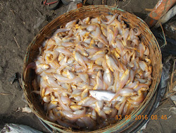 Fresh "Mandli Fish' ready for drying in the Sun