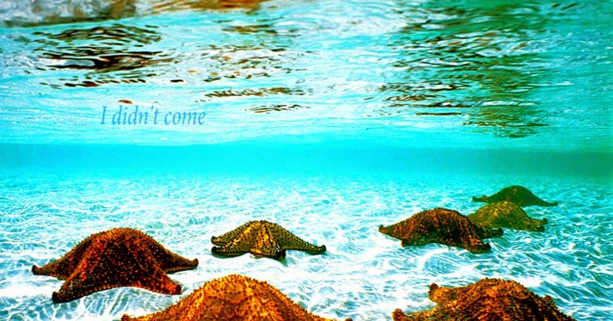 Desktop Background Underwater | Zoom Wallpapers