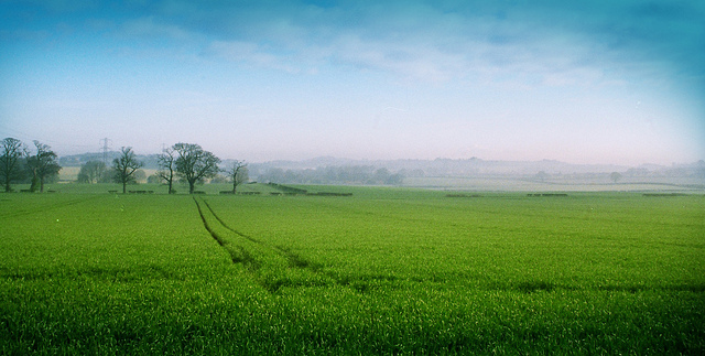 Beautiful Green Field