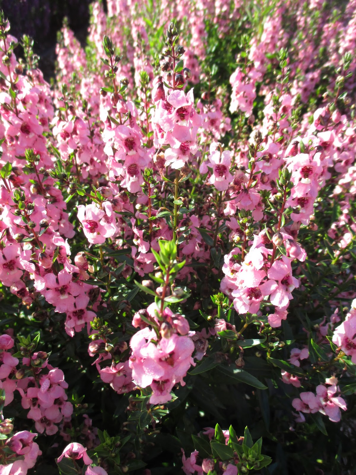 How Many Petals Does Each Flower Cluster On A Hydrangea Have