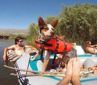 Vader on the river - pre splash dogs!