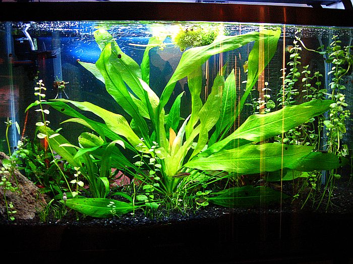 Amazon Sword (Echinodorus amazonicus) The Fancy Flora