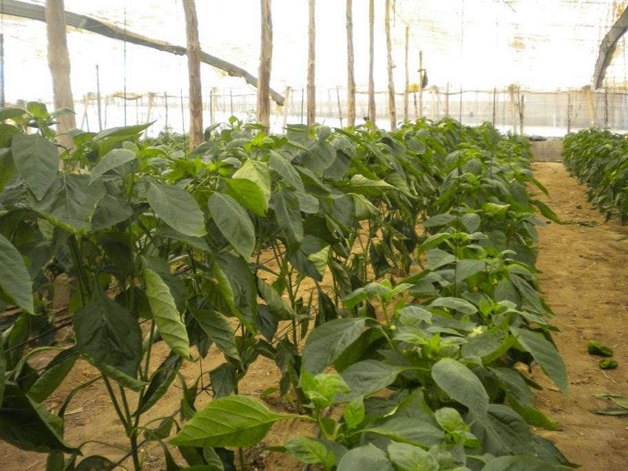 Homo agricola Retardantes del crecimiento