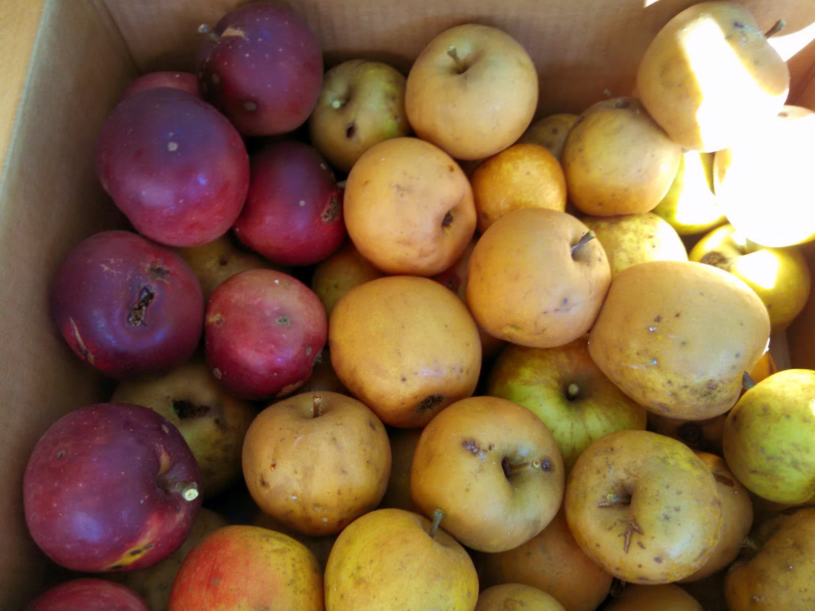 Hard Cider From Heirloom Apples Arkansas Black