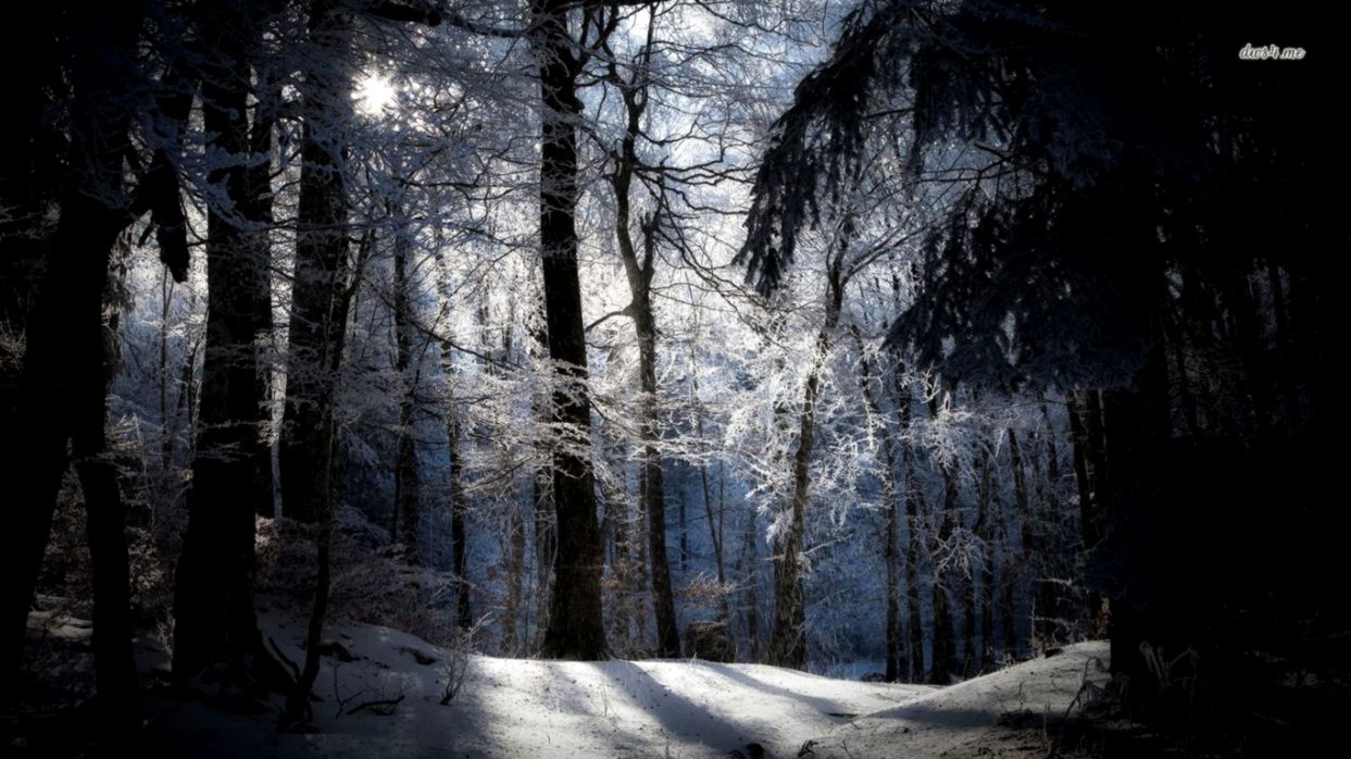 Snowy Forest at Night Snowy Forest at Night
