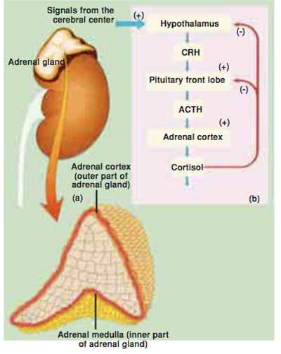 the inner part of the adrenal gland the inner part of the adrenal gland