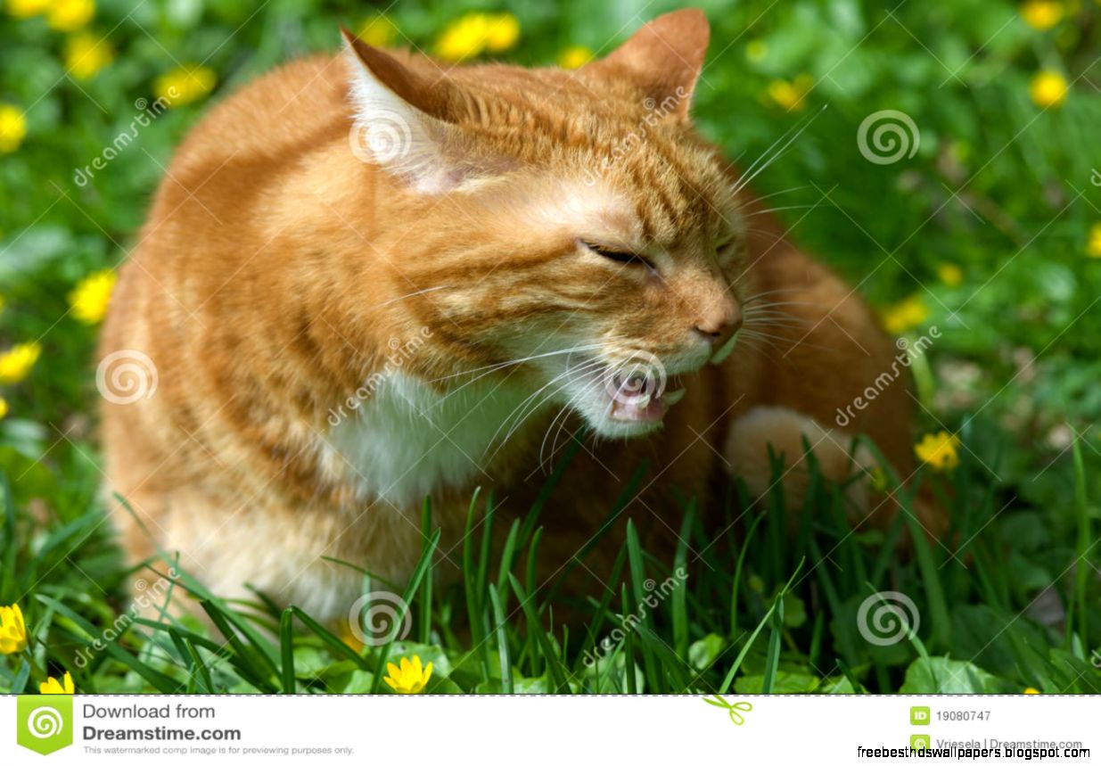 Cat Eating Grass Royalty Free Stock Photography Image 19080747 Cat Eating Grass Royalty Free Stock Photography Image 19080747