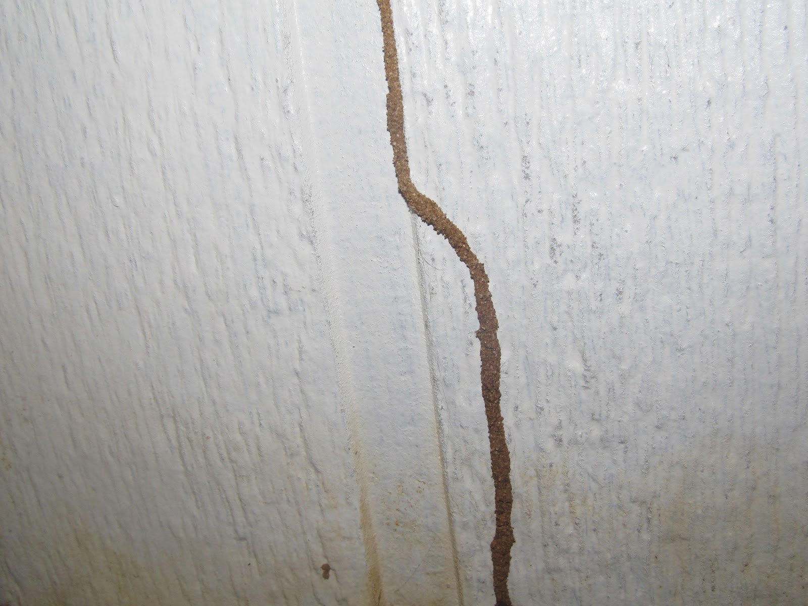 Arizona S Termite Expert Arizona Termites What S Eating At