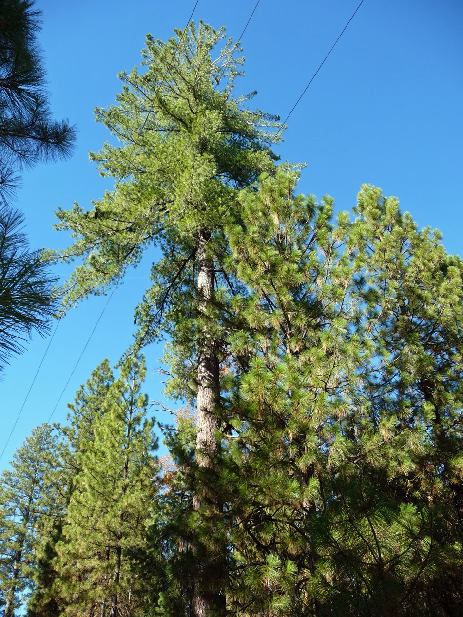 Heirloom Expressions Searching For Autumn