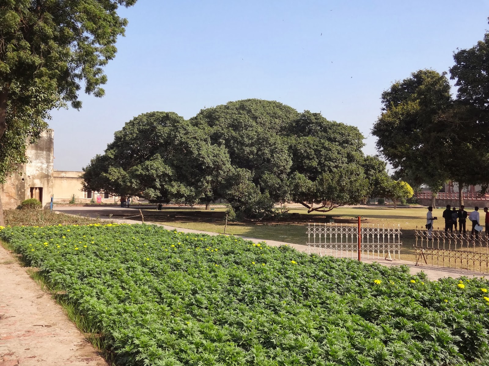 Plants of Lahore Pakistan Pilkhan tree A magnificent joy!