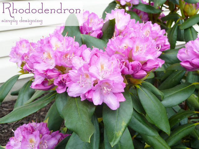 RhododendruRhododendron ~ #garden #plant #website #HGTVGardens #sponm ~ #garden #plant #website #HGTVGardens #spon