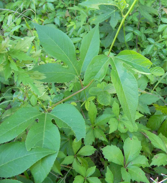 FLOWERING VINES IN CENTRAL FLORIDA, FLOWERING FLORIDA IN VINES CENTRAL, flowering vines