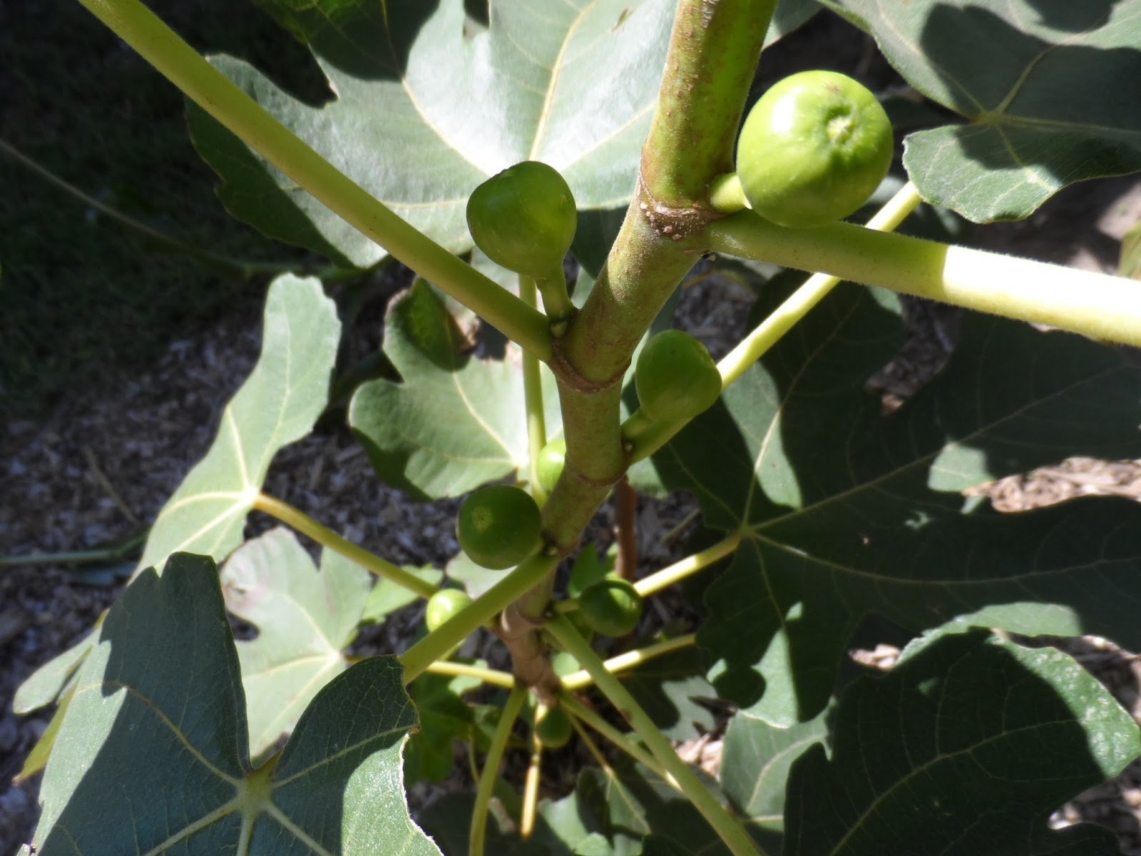 Fig Cuttings For Sale