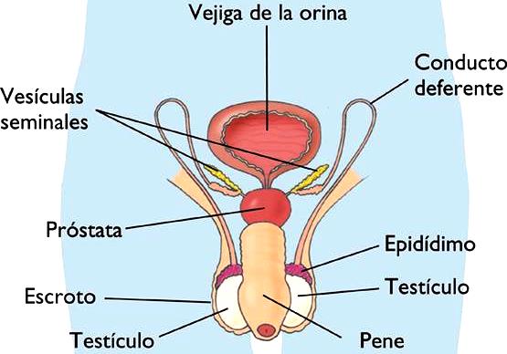 el sistema reproductor masculino