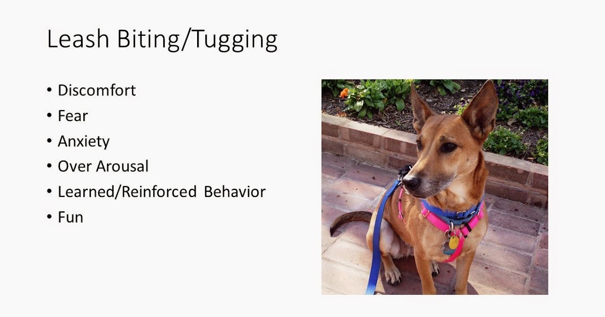 Pet Education Leash Biting/Tugging