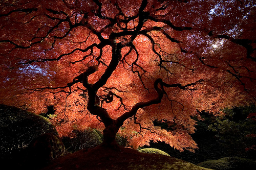 The Famous Japanese Maple.