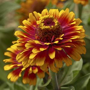 Zinnia