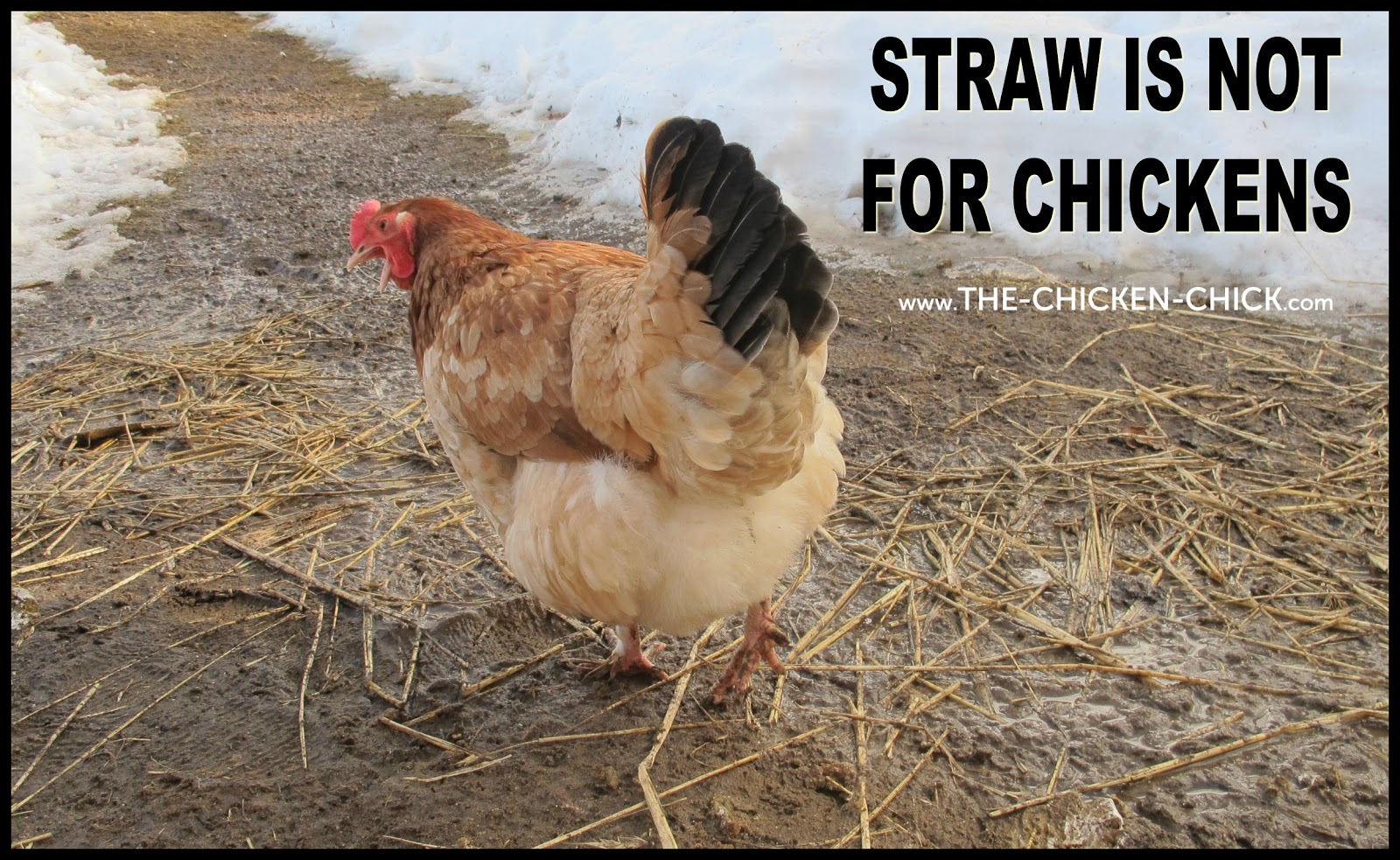 Reasons Straw Does Not Belong in Chicken Coops The Chicken Chick®