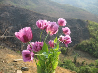 Cây hoa anh túc