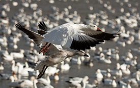 Hunting Snow Geese in the Spring Hunting Snow Geese in the Spring
