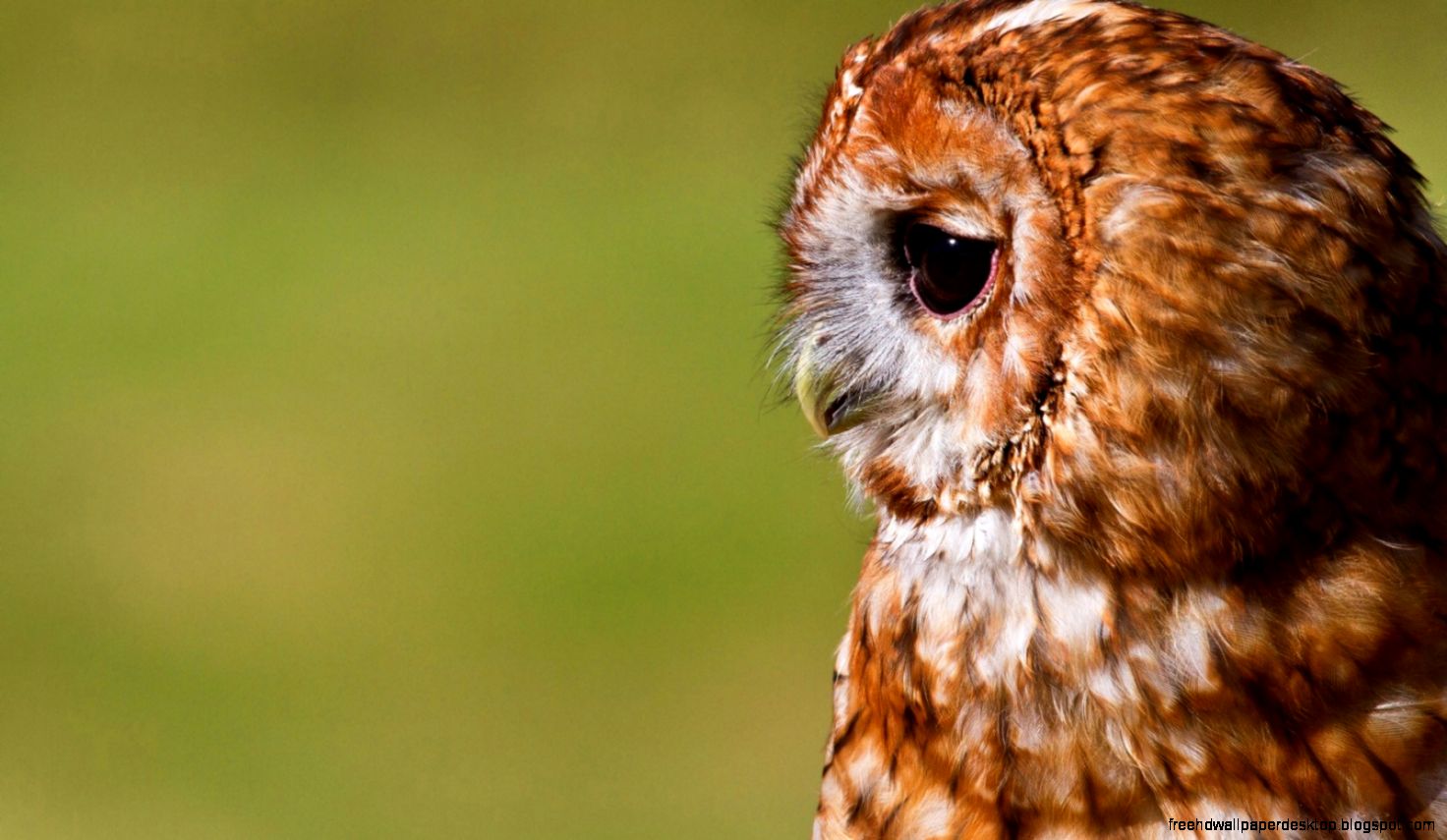 Cute Owl Screensavers Cute Owl Screensavers