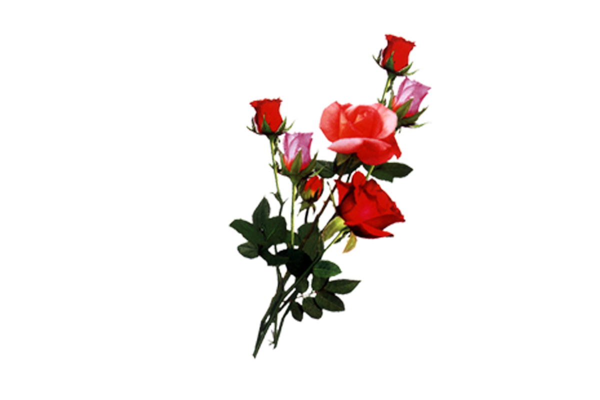 photoshop.png frames wallpapers designs: flowers 2