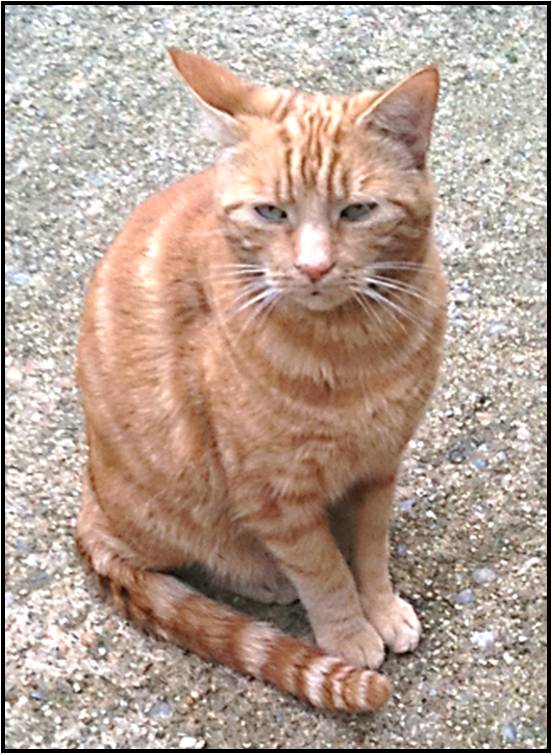 Lost & Found Pets Missing Striped Ginger Cat from redheath Close