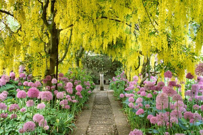 Pittosporum Stock Photos Pittosporum Stock Images Alamy